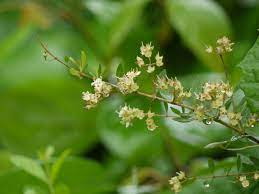 Henna plant