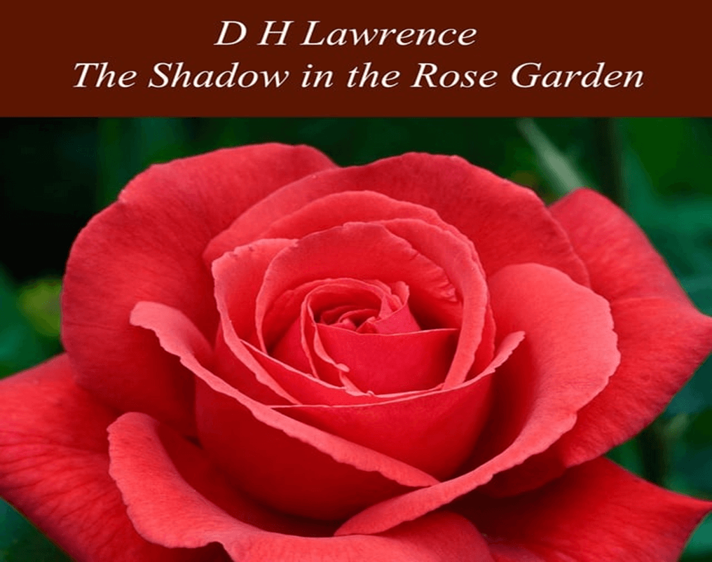 shadow in the rose garden