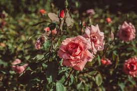 Photo of Shadow in the Rose Garden Summary and Themes